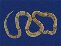 藏品(赤腹松柏根)的圖片